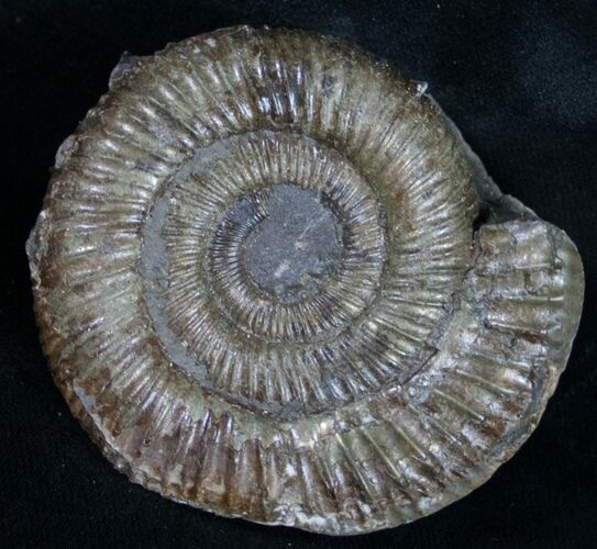 Pyritized Dactylioceras Ammonite - UK #9719